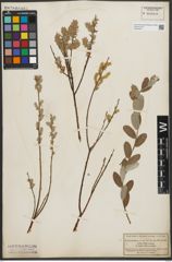 Foto von Salix repens L.